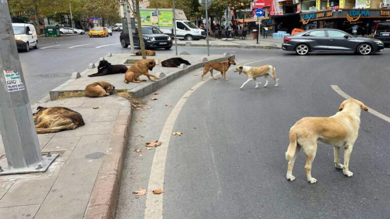 sokak hayvanları